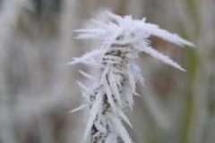 Eiskristalle 002  MINOLTA DIGITAL CAMERA